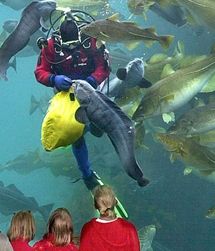 Foto van vissen voederen in lesund Aquarium Atlanterhavspark in Noorwegen